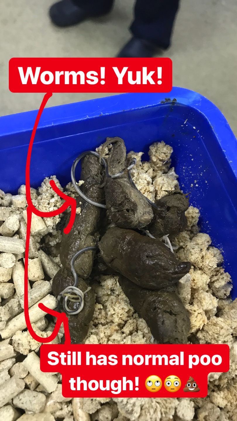 flat worm in dog poop
